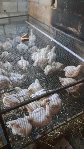 #Poultrylayercages #assemblable #broilerfarming #Broilercages  customizable 