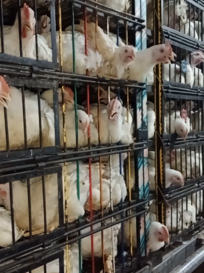 Khali Gari Se Full Load Tak  Poultry Farm Ki Real Video! #PoultryFarming #ChickenLoading #FarmLife #DesiFarm #PoultryBusiness   #ChickenDelivery #LoadingProcess #ScalePeCheck #BroilerChicken #PoultryPakistan   #RealFarmWork #FarmVlog #DesiStyleLoading #GariKaWazan #BehindTheScenes #MurghaSwag #DesiTiktok #ChickenDance #FunnyChicken @Poultry FarmTech 