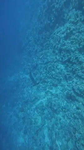 Hammerhead ♥️♥️🦈  #غطاس #sharmelsheikh #dolphins #safaga #hourghada #marsaalam #♥️♥️♥️ #البحر_الأحمر #dive #غطس #redsea #underwater #diving #scubadiving #fotografia #💔🥀 #💔🥀 