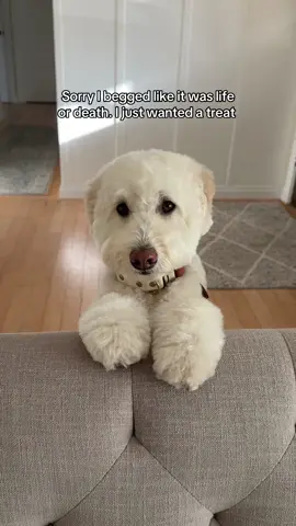 Oscar-worthy performance 🤣 #dogsoftiktok #funnydogsoftiktok #cutedog #dogbegging #goldendoodle #dogmom 