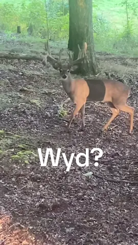 What would you do? #for #fyp #foryoupage #fy #fypシ #fypシ゚viral #callofthewild #hunterxhunter #hunter 