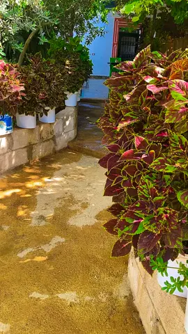 صباح الورد