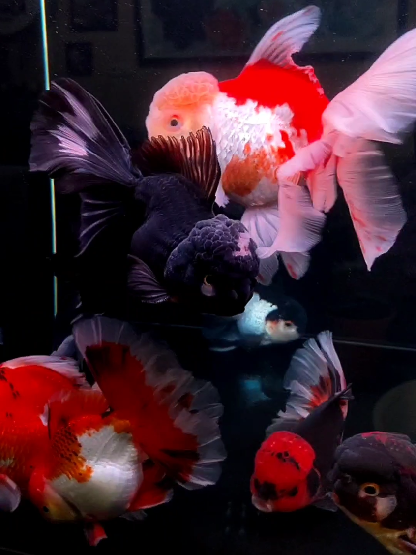 indah nya ikan koki rosetail #goldfish #kwangoldfish #maskoki #oranda 