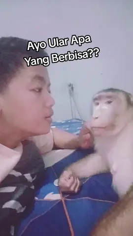 wkwkwkw#becandatapisantai#monyetviral#monyetlucu#komedikocak#berukkesayangan#monyetpintar#binatang#monyetlokal#monyettiktok#fyp 
