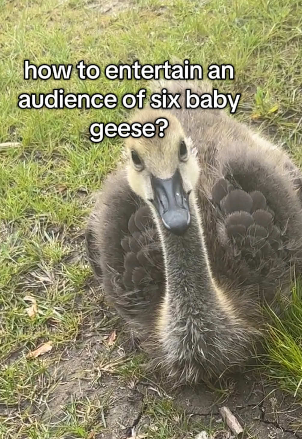 and I look at them ….. and they look at me #goosetok 