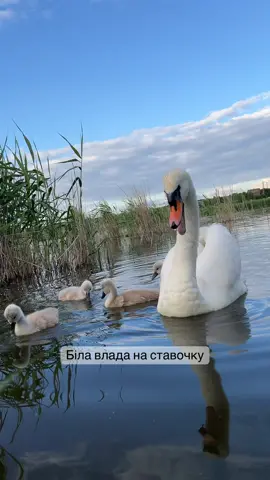 О так, ловиш собі карасика, а тут тобі така краса! Та й ще з малечею. #ставок #життєво #гумор #гуморукраїни #митіжиття #зжиття😂 #рибалка #лебеді 