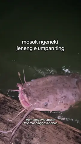ups🙈.                                                 #rilislelejawatimur #galatamalele #rilislelemalang #mancing #fyp 