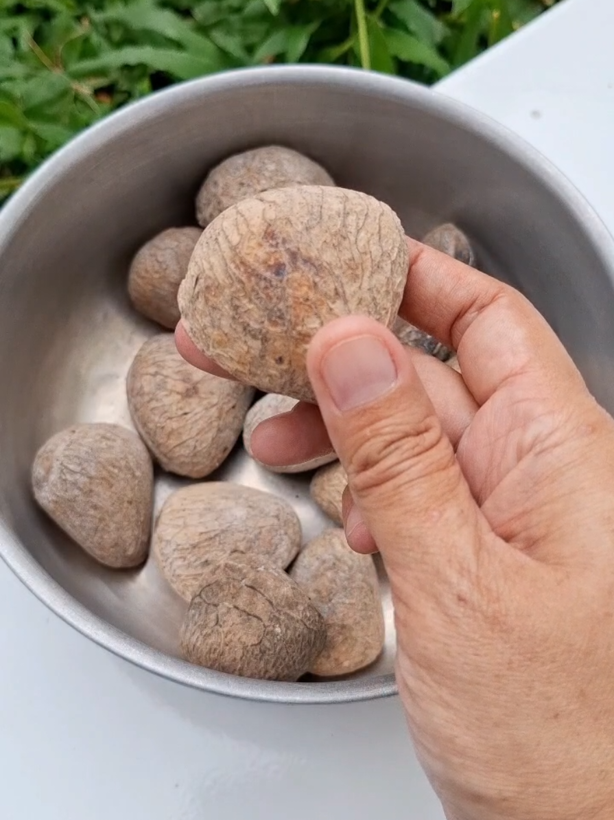 Kluwek, salah satu bahan yang digunakan sebagai bumbu membuat masakan RAWON dan BRONKOS. Yang mau Kluwek,cek keranjang 💛💛💛 #kluwek #bumbudapur  #rempahnusantara 