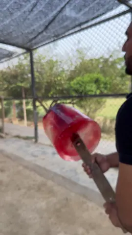 Ice block for tiger #faiziwildlifefarm 