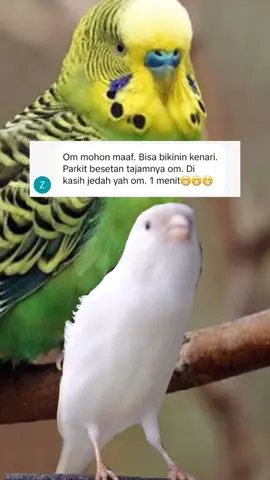 @zabirzaky179 ready om. #masteranburung #kicaumania #master #burung #bird #kenari #parkit 