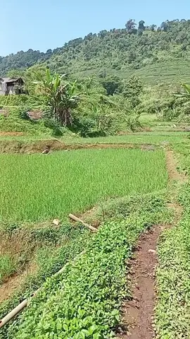 #motivasidiri #pesankebaikan #viralvideo 