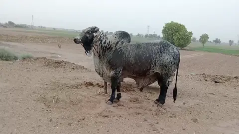 #ماشاءالله #alhamdulillah #cholistani #cow #ماشاءالله #foryou@پِنڈاں آلے ⁉️⚠️ @Cholistani Cows Ali Randhawa @Ali Randhawa Secretary! @Sajid bukhari290hr 