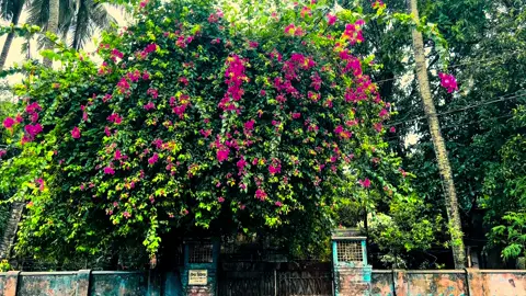বলোনা মনে কী রাখবে !! #foryou #nature #videography #flowers #foryoupage 
