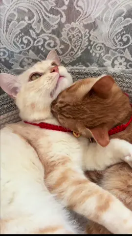 小白: 好好闻，好喜欢的味道#catsoftiktok #pet #cat #cute #猫 #宠物 #lovely