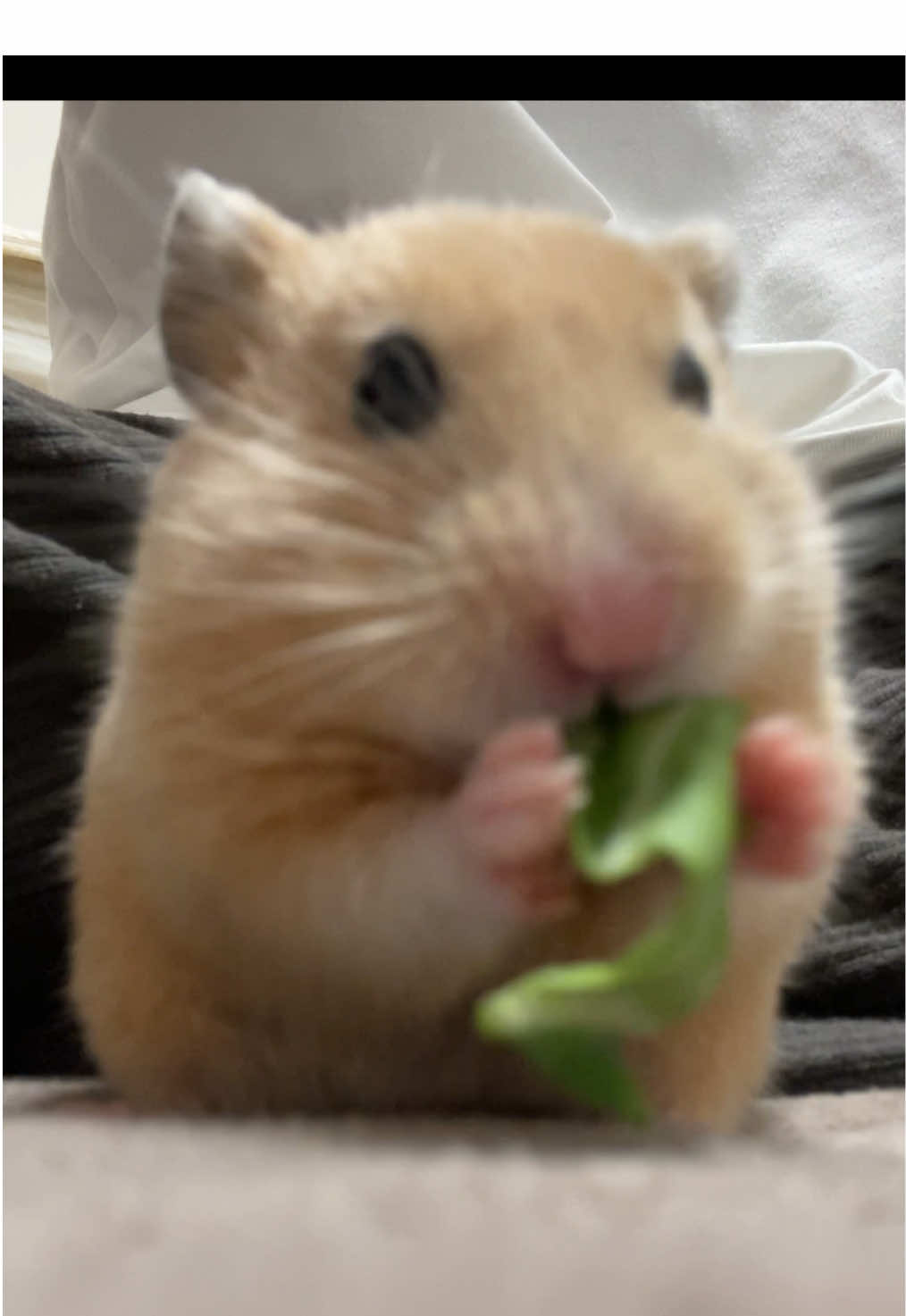 サラダバー🥗🐹#キンクマ #ハムスター #햄스터 #hamster #キャベツ #cabbage #asmr 