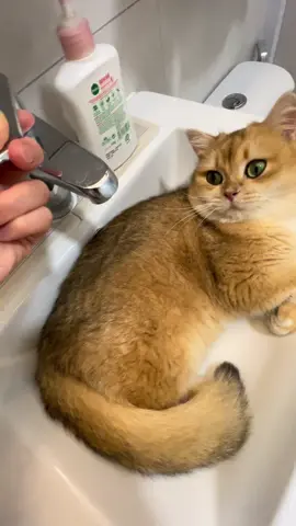 #britishshorthair #catsoftiktok #cutecat #cutecats #kittycat #cats #pets #funnycat #catlover #cat #pet 