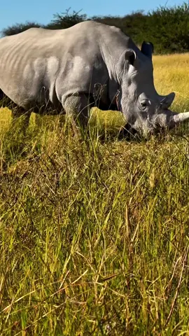 Rhinoceros couple. #animals #wildlife #rhinoceros 