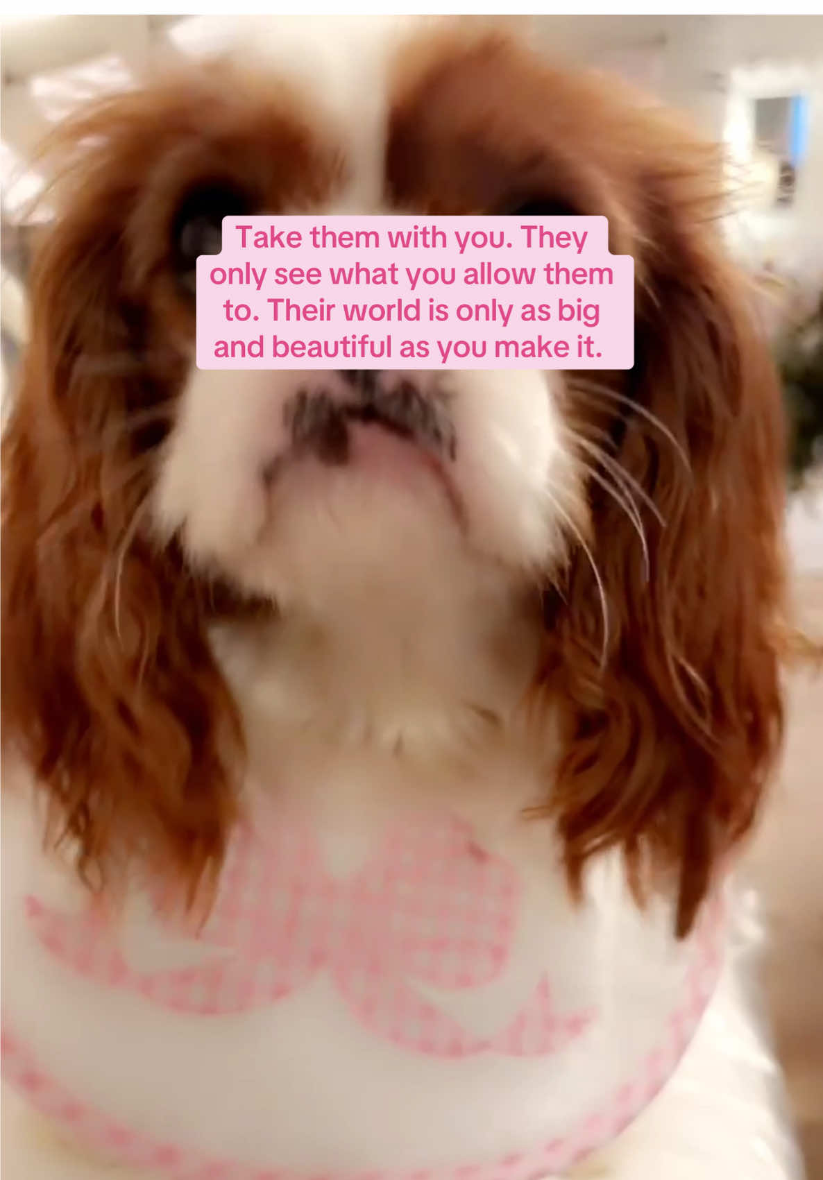 Life through her eyes 💐🎀🩰🫶 #cavalier #kingcharlescavalier #maryellethecavi #dogsoftiktok #dogmom #doglover #dogtok 