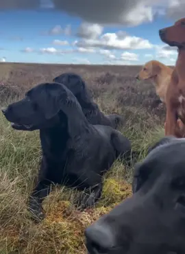 Not long now first set of dates confirmed grouseseason #labradorretriever #chocolatelab #foxredlab #yellowlab #blacklabsquad #training #teampureflax #gundogtrainer  #slingleygundogs #pickingupteam  #instavideo