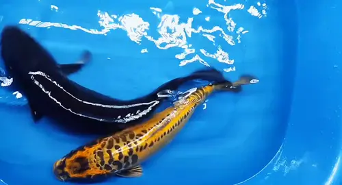 carpas Koi peces 