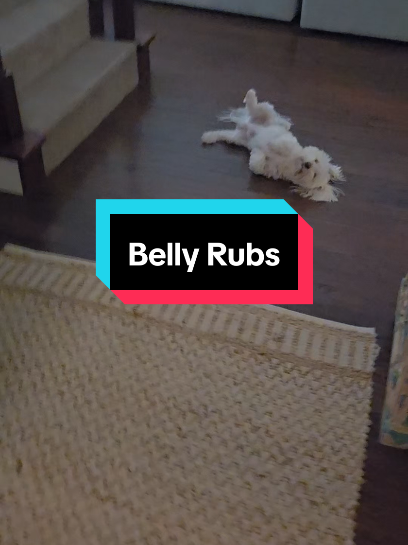 #pets #PetsOfTikTok #dog #dogsoftiktok #animals #animalsoftiktok #maltipoo #maltipoosoftiktok #insidedog #belly #rub 