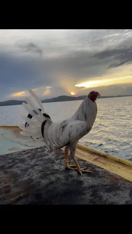 🐓☀️ #promomakangajian #fyp #MP23 #pelautsulawesi #ayamimportfilipin🇵🇭 #ayamphilipin #pelautpunyacerita 