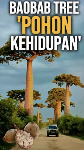 Pohon raksasa yang bisa menyimpan air di batangnya? Kenalan dengan Baobab, si “pohon kehidupan” dari Madagaskar yang jadi sumber bertahan hidup warga di sana. Ini bukan dongeng — ini nyata dan luar biasa! #fyp  #fakta #pohon #baobab #edukasi #alam #madagaskar 
