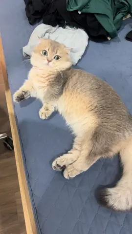 Tót 1 cái đã thấy lẻn vào rồi #cat #xuhuong #trending #fyp #viral #titi #pet #meo 