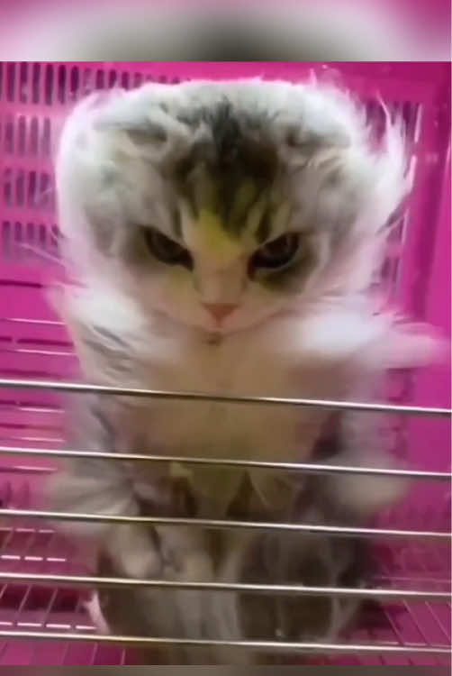 Cats’Top Physical Skills #catsoftiktok #cat #funnycat #pet #fyp #funnyvideos #funny #foyou #WWE #tiktok 