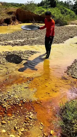 Looking for gold and panning for gold buried in river walls #mininggold #golddiscovery #goldhunter #goldpannning #viralvideo #foryou #foryoupage 