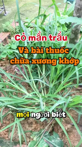 Bài thuốc chữa đau nhức xương khớp #songkhoe247 #caythuocquanhta #viraltiktok #viralvideo #xuongkhop 