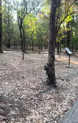 “Gần thiên nhiên thì thư giãn 😱😱🐿️ Máy khâu 🐿️🐿️🐿️ Máy dập 🐿️“