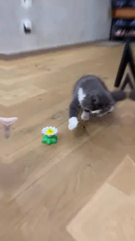 Automatic rotating butterfly electric #cat#cats #toys#butterfly 