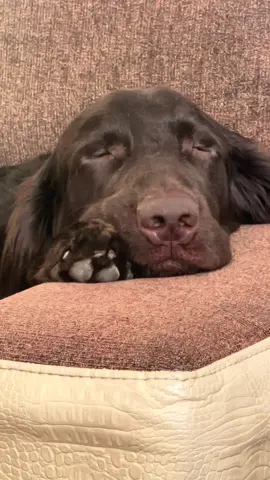 Pawzart in Action 🎹🐾 #flatcoatedretriever #dog #dogsoftiktok #flatcoated #retriver_life #retriversoftiktok #retriver 