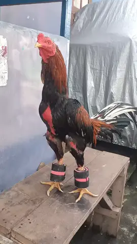 BARBEL AYAM AGAR KAKI AYAM KUAT TIDAK LEMAS #ayambangkoksuper #barbellchallenge #foryourpage #fyp #p 