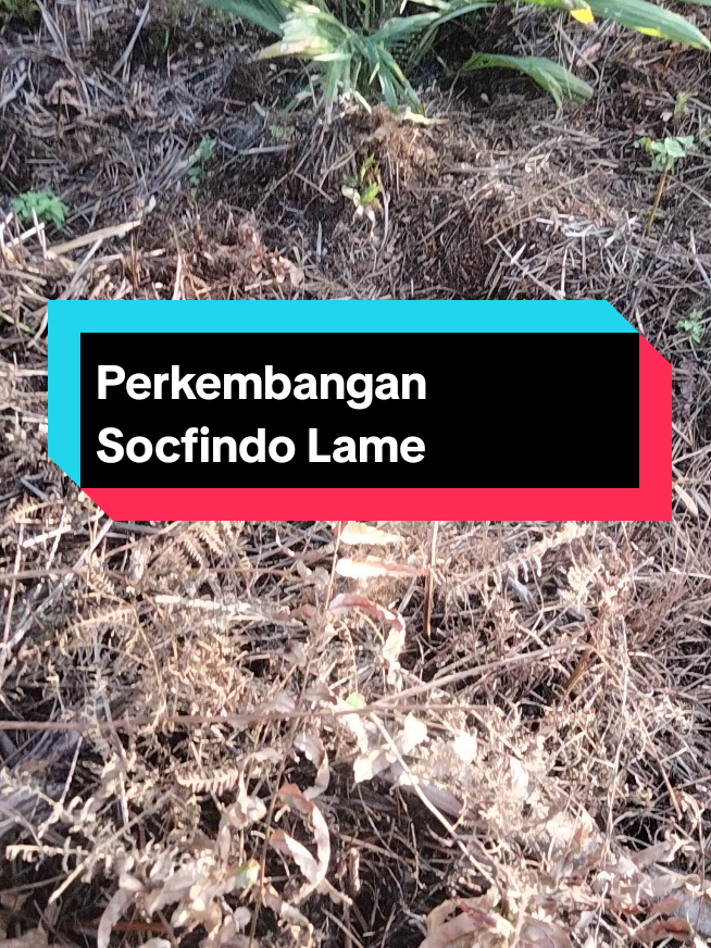 Tamvan 🌴 #bibit #sawit #bibitsawitunggul #lahan #gambut #sawitunggul #perawatan #kebunsawit #kebun #pertanian #petanisawit #petani #bossawit #ytta #fyppppppppppppppppppppppp #fypya #xyzbca #berandatiktok 