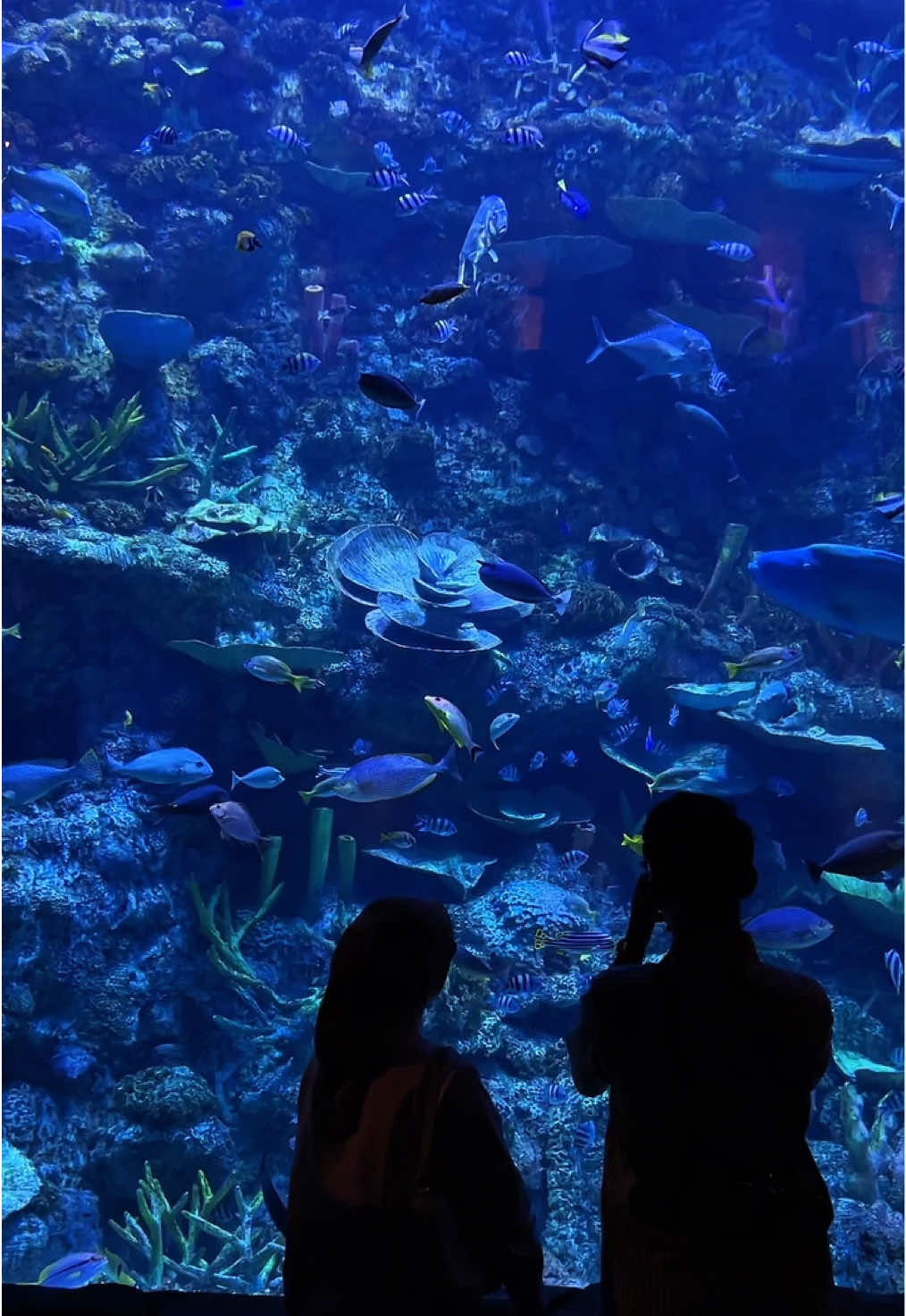 🐠🫧🩵 #aquarium #date #bxsea #capcut @bxsea_official 