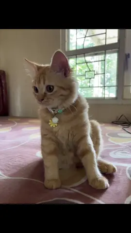 helow semua muyen cantik disini🥰 #muyen #funny #kucinglucu #kucingtiktok #kucinggemoy #funnycat #catsoftiktok #fyp 