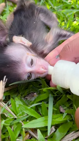 So hangry Jingo & Tango Monkeys look so cute#reelsvideo #reelsvideos