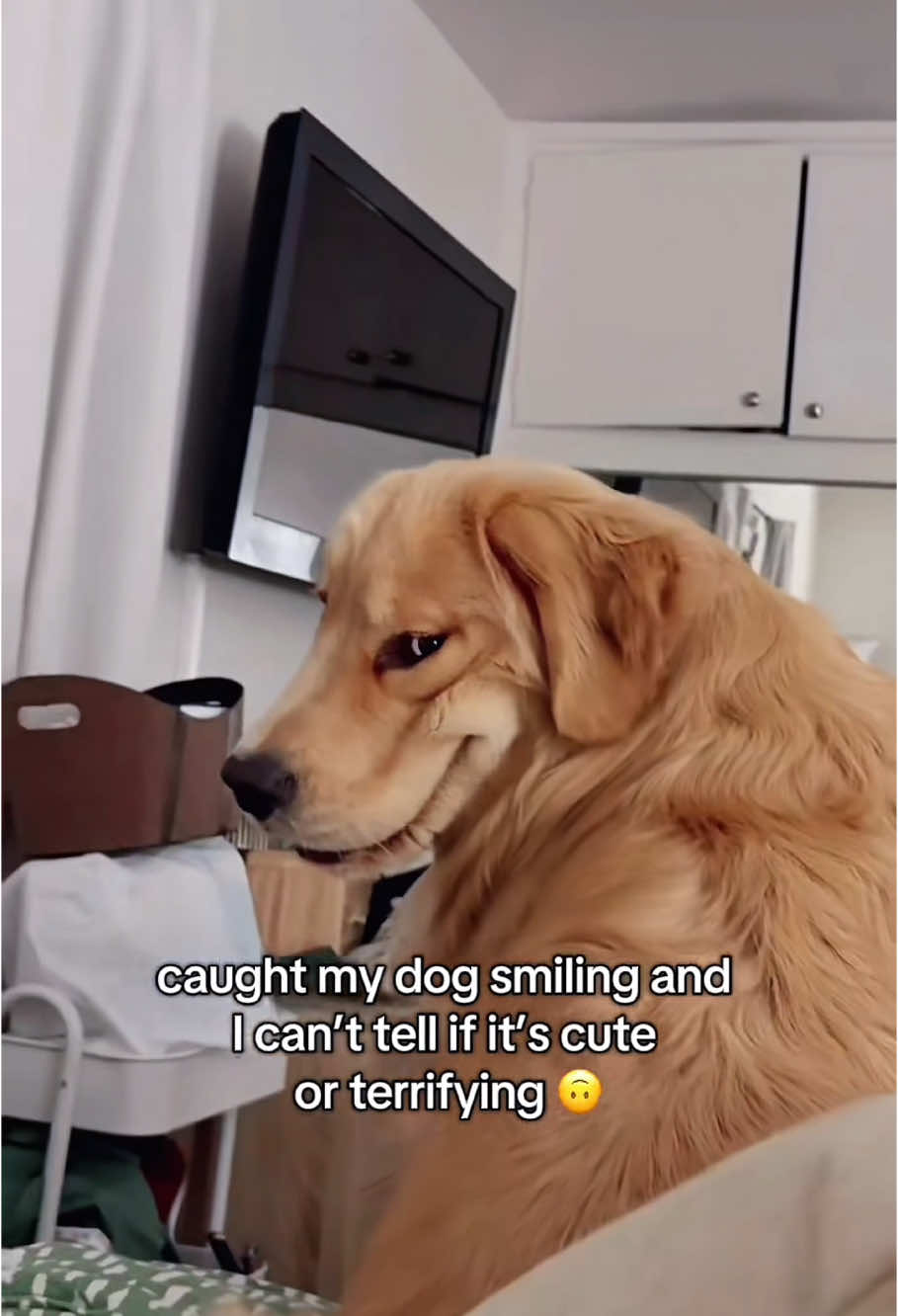 A smile that melts hearts 💛🐾#SmilingDog#DogSmile#HappyPup#DogLove#PetSmile#WholesomeAnimals#DogTok