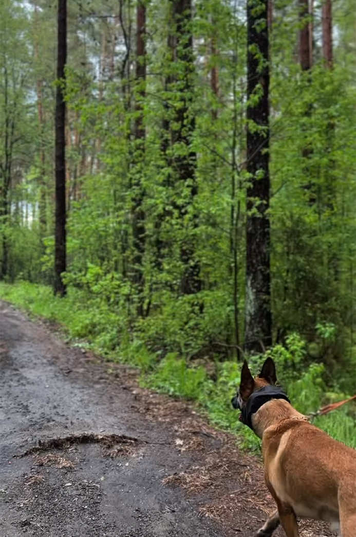 Недавно я решила проверить Лекса на «реальную защиту». Он никогда не кусал костюм, никогда не тренировал защиту вне площадки. В этом месте мы часто гуляем и встречаем грибников и рыбаков.  Больше видео и подробностей тестирования выложила у себя в тг канале @k9_belka Спасибо @samurai_k9_sf  за помощь в эксперименте