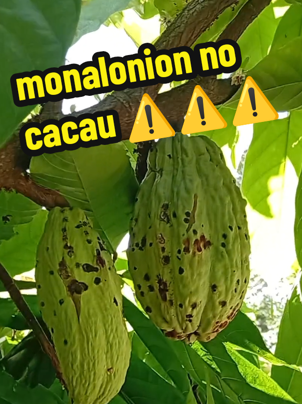 pragas no cacaueiro #cuidado #prevenção #cacau#fyp #AprendeEnTikTok 