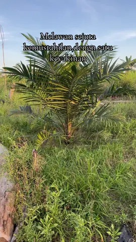 Mencoba untuk melawan rasa ragu dan takut di dalam@Pikiran kita#sawit #sawitkalimantan🌴🌴🇮🇩 #petaniindonesia🇮🇩🇮🇩🇮🇩🌿🌿 #petanimuda #fyppppppppppppppppppppppp #🔥 