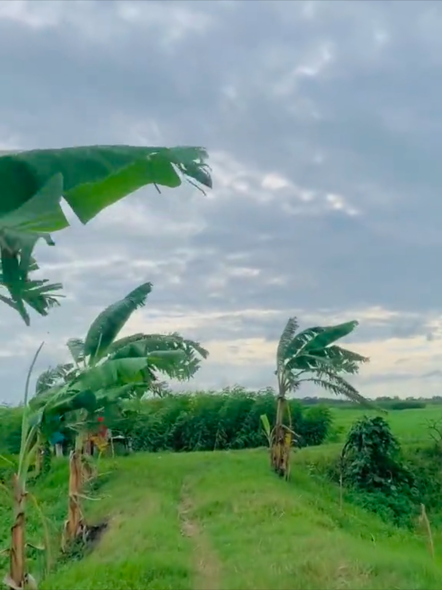 তোমাকে উদ্দেশ্য করে বলছি যেদিন তুমি পুরোপুরি ভাবে আমাকে হারিয়ে ফেলবে,অন্য কারো হয়ে যাবে একেবারে ... জিবনে যেদিন অন্য কারো কাছে থেকে ঠকে জাবে, যেকে সম্পর্কই থেকে,সেদিন আমার আমার কথা উপলদ্ধি করতে পারবে.. সেদিন আমার কথা মনে পড়বে..আমাকে হারিয়ে ফেলার ভয়ে কান্না করা মুহূর্ত বুকের ভিতর ছটফঠ করবে,..সারাখন স্বরন করবে... কিন্ত তখন হয়তো তুমি চাইলেও,আমি হয়তো তোমাকে ফিরিয়ে নেওয়ার মত কোনো..সুযুগেই থাকবে না... আমি যত কান্না করেছি তোমাকে হারানোর ভয়ে... দোয়া করি তুমি তার থেকে, বেশি সুখী হও @সেই তোমি 🖤👀 