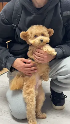 #pomapoopuppies #pomapoobarney #doglife #doggroomer 