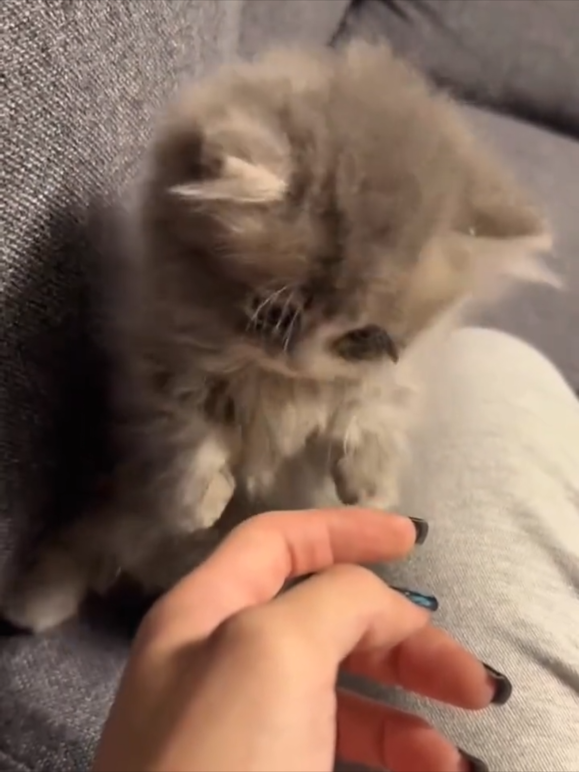 Awww, you guys have melted my heart 🥰🥰 #cat #cats #pet #pets #kitten #kitty #kittycat #kucing #kucinggemoy #kucingtiktok #kucingoren #catsoftiktok #PetsOfTikTok #catlover #petlover #cattok #fyp #fypage #fypシ゚ #viral #foryou #foryoupage #tiktok 