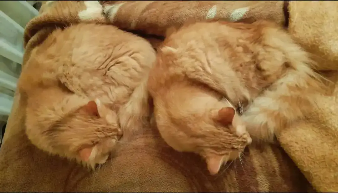 #котеечки #котики #забавныекотята #домашнийлюбимчик #милыедомашниепитомцы #кот #котейкирулят #котейки #милыекотики #популярноетиктока #рекомендациитиктока #сибирскийкот #рыжийкот #забавныйрыжийкот #рыжиекотята 