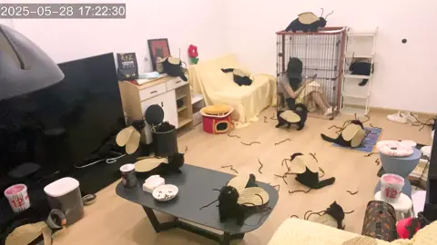 Trần đời không ai khổ bằng tao 🫠 #meomeogaugau25 #animals #thucung #dongvat #cat #funny #funnyvideos 