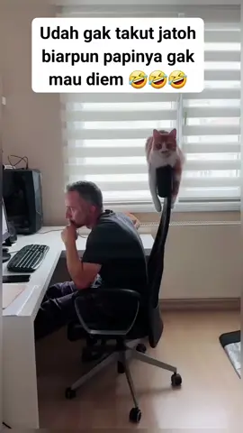 udah gak takut jatuh walau papi gak bisa diem  #catlover 