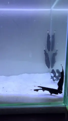 Blackghost si ikan gesittt😍😬 saking lincahnya susah bgt dapet fokusnya😅 #blackghost #ikanblackghost #ikanhias #ikanhiasaquarium #ikanhiasairtawar #fyp 
